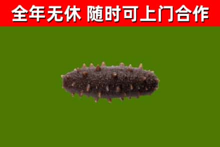 逊克烟酒回收干海参.jpg